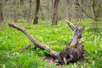 Fototapeta na wymiar old tree in spring forest