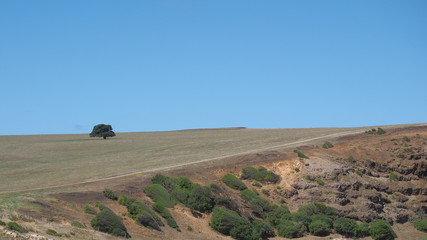 Obraz premium Single tree on a sloping hill, Hastings, Australia 2017