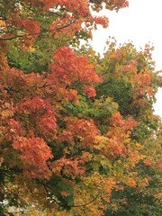 Naklejka premium Colorful trees in autumn