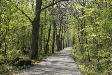 Obraz premium Weg durch das Naturschutzgebiet Beversee, Bergkamen, Ruhrgebiet, Nordrhein-Westfalen, Deutschland, Europa