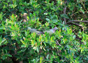 Two Wild Thick-billed Green Pigeons  Collecting Fruits on a Big Tree, Bangkok Urban, Thailand 