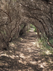 Path thorugh a tunnel formed by small coastal trees, Cape Schnack, Australia 2017