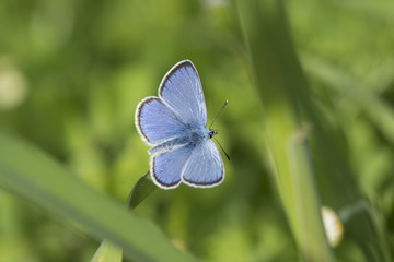 green-underside blue (glaucopsyche alexis) butterfly.