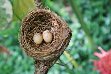 Bird nest on branch with easter eggs for Easter.