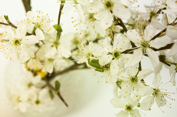 Fototapeta premium Sakura flowers in a vase