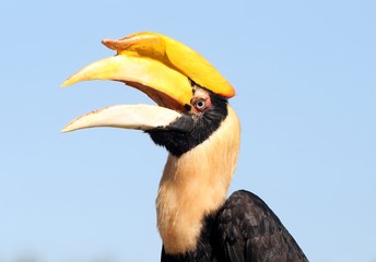 Closeup of a female Great Indian hornbill (Buceros bicornis), a.k.a. Asian Pied Hornbill © gerwbosma