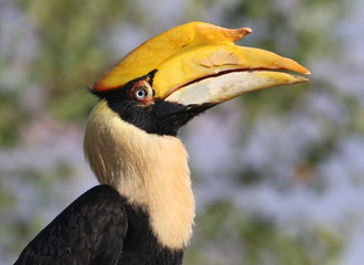 Closeup of a Female Great Indian hornbill (Buceros bicornis), a.k.a. Asian Pied Hornbill