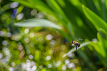 bumblebee in flight over garden on sunny spring day