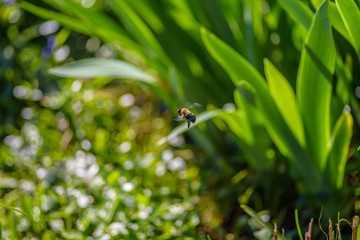 bumblebee in flight