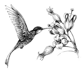 Hummingbird in flight drawing © Danussa