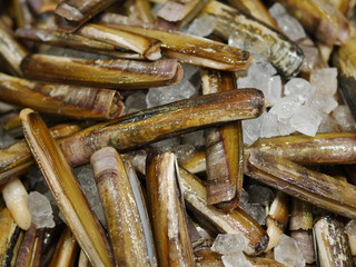 Large pile of fresh raw razor clams © tak