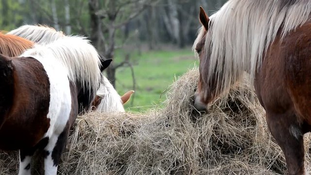Horses eats grass.
