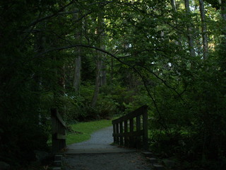 Obraz premium Green view of tree and forest in Cates Park, Vancouver, Canada.