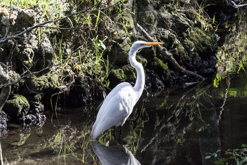 WILDLIFE IN CRYSTAL RIVER
with the hyppo LU and alligators and birds