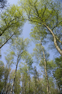 Birken im Fr&uuml;hling, Naturschutzgebiet Beversee,  Bergkamen, Ruhrgebiet, Nordrhein-Westfalen, Deutschland, Europa