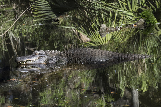 WILDLIFE IN CRYSTAL RIVER
with the hyppo LU and alligators and birds