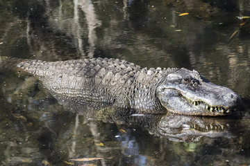WILDLIFE IN CRYSTAL RIVER
with the hyppo LU and alligators and birds