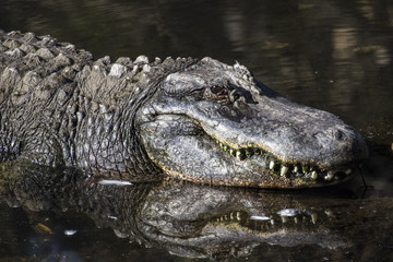 WILDLIFE IN CRYSTAL RIVER
with the hyppo LU and alligators and birds