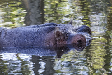 Fototapeta premium WILDLIFE IN CRYSTAL RIVER with the hyppo LU and alligators and birds