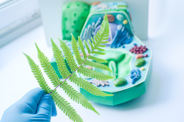 Plant leaf and background blur of model plant cell