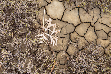 The texture of the surface of the earth that has cracked from drought.