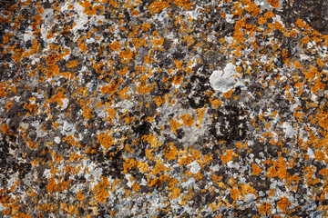 Background textures. Stone texture close-up with colorful spots and lichens