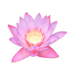 sweet color lotus flower
