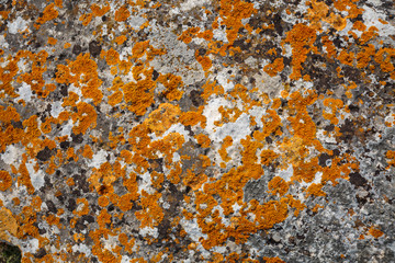 Background textures. Stone texture close-up with colorful spots and lichens