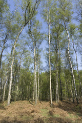 Obraz premium Birkenwald im Frühling, Naturschutzgebiet Beversee, Bergkamen, Ruhrgebiet, Nordrhein-Westfalen, Deutschland, Europa