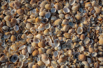 Peninsula Crimea, the coast of the Azov Sea. The beach is covered with multicolored shells of shellfish.