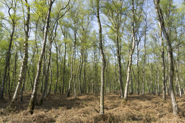 Birkenwald im Frühling, Naturschutzgebiet Beversee,  Bergkamen, Ruhrgebiet, Nordrhein-Westfalen, Deutschland, Europa