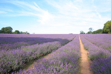 Fototapeta na wymiar Lavender field in UK
