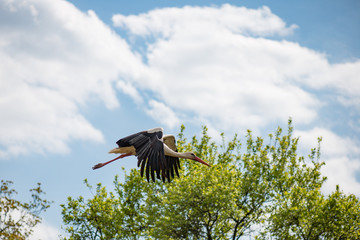 Stork flying
