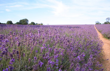Fototapeta na wymiar Lavender field in UK