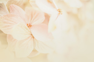 hydrangea flowers in soft and blur style for romantic background
