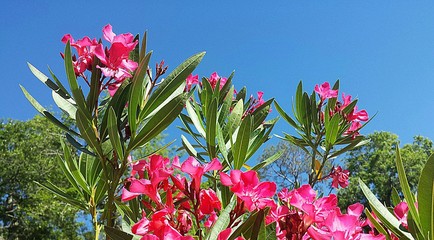 Oleander flowers on blue sky background in Florida nature