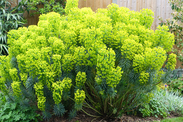 Euphorbia plant in an english garden