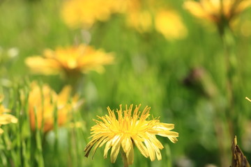 Spring Flowers