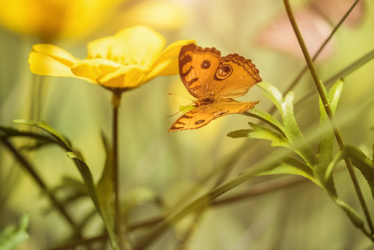 Butterfly and yellow blossom
