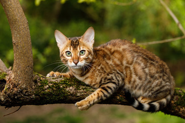 Naklejka na ściany i meble Bengal Cat Hunting outdoor, on branch tree, Nature green background