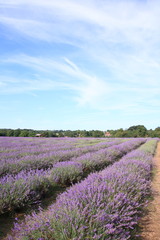 Naklejka na ściany i meble Lavender field in UK