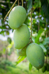Glass mango leaves in the same bouquet of beautiful flowers.