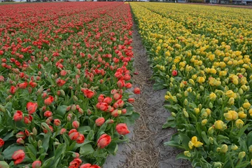 Crédence de cuisine en verre imprimé Tulipe tulip field