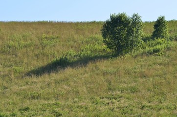 斜面に生えた一本の木