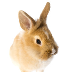 rabbit