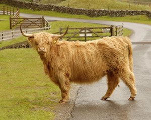 scottish highland cow