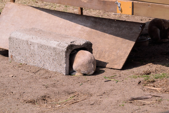 Protect yourself at all points. Rabbit.
