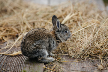 close up in top view of young cute rabbit's face