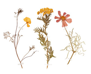 Set of wild dry pressed flowers and leaves - 145588826