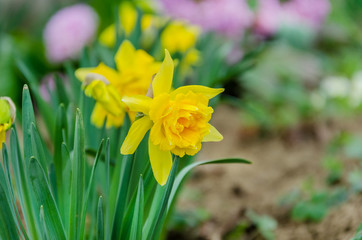 Beautiful yellow narcissus flowers with green leaves
